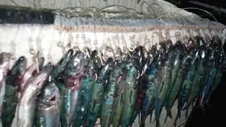 Palangre | Ang lalaki Ng Huli naming MAMSA or TREVALLEY | Pero Hindi nabili