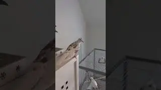 I think petdove Emilio is also confused now ... what to do? (pied ringneck dove)