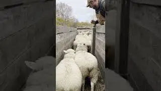 Queue chaos at the sheep gate🐑 #AnimalFails #funnyanimals #sheep #farmfails #AnimalFails #shortswtf