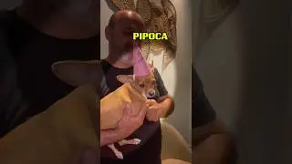 Ela tem medo desse cachorro…