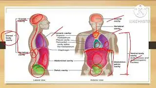 BODY CAVITY/DEFINITION/STRUCTURE/FUNCTION/B.PHARMA-1 SEM.(UNIT-2)