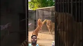 #tiger #animals# lion# #attitude #amazingeffects
