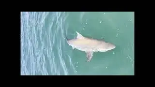 western port fishing gone mad.?? sharks and whiting.