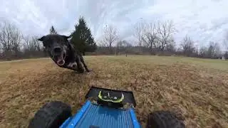 Dog Dash Squirrel Smash