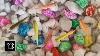 Fish exploring vibrant aquarium gravel - video 2