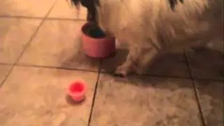 Dog tricks: Papillon Gizmo stacking cups / Papillon plockar ihop burkar