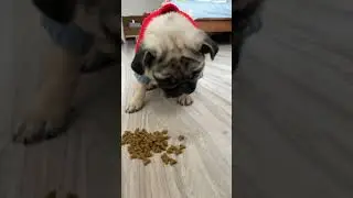 Pug eating dog food #shorts