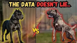 Presa Canario vs Cane Corso - Bite Force Dynamics