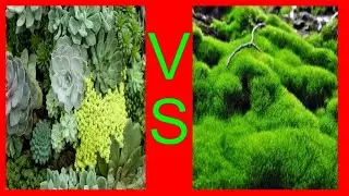 The Adventures of Moss - Moss Vs Plants! (Stop Motion Animation)