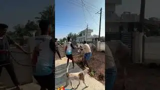 new bull #tamilanda #viralvideo #haveri #ranebennur #bull