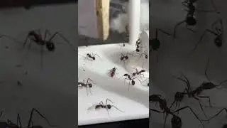 How Long Does An Ant Live?