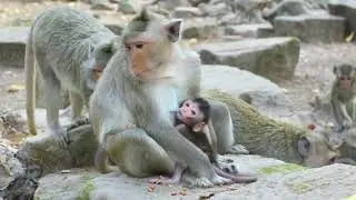 Mama Vikki and Viola Sit On Stone after Find  Food to Eat  on Mar11,2025/Eao-50