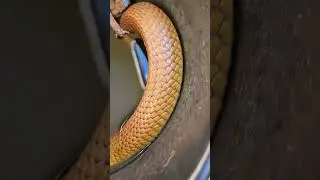 Absolutely stunning cape cobra!