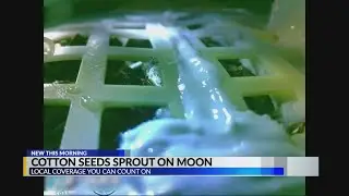 Can we grow plants on the moon? China says 