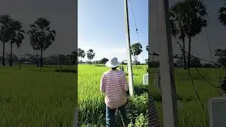 morning field 🌾#ytshorts #youtubeshorts #youtube #farming #agriculture #drone #technology