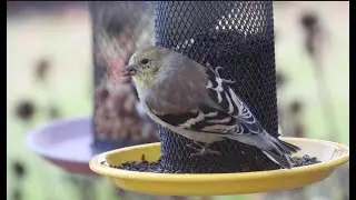 Attract More Finches with Kingsyard Metal Mesh Thistle Tube Feeder
