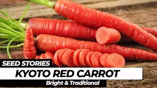 SEED STORIES | Kyoto Red Carrot: Bright and Traditional