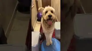 Dog Obstacle Course
