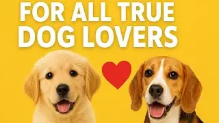 Love of Dogs = Happiness ❤️ | Cute & Funny Dog Moments
