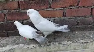 Check kre laldume kabutar bahut hi sandar joada 