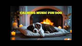 12 HOURS of Gentle Dog Sleep Music 🐶 Anxiety Relief and Comfort for Your Pet