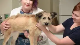 Who Is SPCA Tampa Bay
