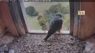 Peregrine Falcons Orange CSU NSW, Izzi arrives (in slo-mo) 2020 12 22