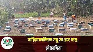 সারিয়াকান্দিতে মধু সংগ্রহে ব্যস্ত মৌচাষিরা | beekeeping | agriculture news | VOD Bangla News