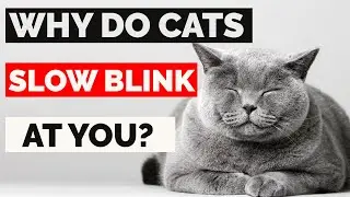 Do Cats Blink To Say I Love You? : Why Does My Cat Slow Blinks At Me? | Cat Slow Blinking Explained