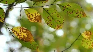 Autumn textures