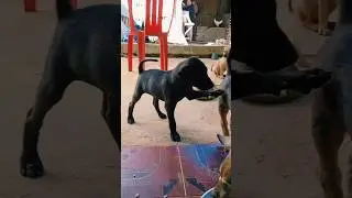 The black puppy begged the dwarf dog for food. #puppy #pets #animals #dog 😁
