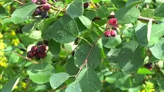 Świdośliwa (Amelanchier) uprawa, zbiory, degustacja. Swid beetle cultivation, harvest, tasting.