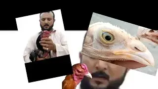 aj ka village Aseel breeding k bary mey