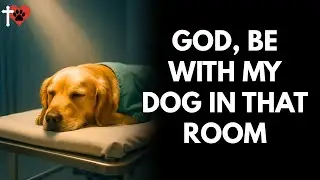 Prayer for Your Dog&rsquo;s Surgery &ndash; Ask God to Guide and Protect &ndash; prayer for dog