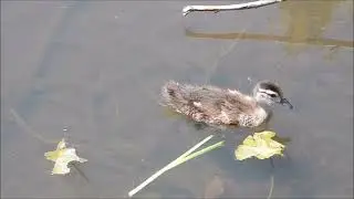 Birds at Piper Spit, May 29, 2023
