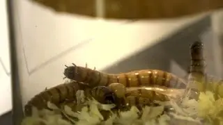 Crickets and maggots on the menu at Helsinki insect food fair