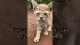 No food no water no safe place my cats are hungry please help #cat #kitten #catcat #cute