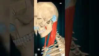 Sternocleidomastoid muscle @JohariMBBS @MrBeast @vivavoceofanatomy @BeastReacts