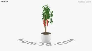Chilli Pepper Plant 3D model by 3DModels.org