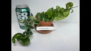Hoya Hindu Rope Plant in 4 Inch Pot, Vining Hanging Hoya, Easy Care Wax Plant #hoya #houseplant