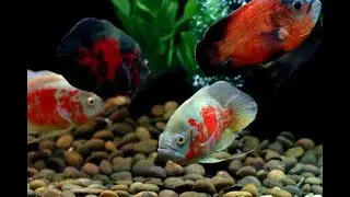 Colourful, Vibrant Oscar Fish (Astronotus ocellatus)