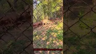 Royal Bengal Tiger//Sri Venkateswara Zoological Park//Tirupati Andhra Pradesh//#shorts#samrajvlogs
