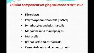 Normal periodontium Part IV (Gingival connective tissue)