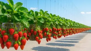 Подвесной сад из бутылок своими руками для выращивания свежей и сочной клубники