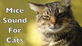 Mouse 🐀 sounds to troll you cat 🐈 #cat #voice #no1trending