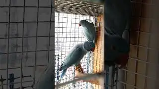 Blue Split Opaline Split Cleartail Cock & Blue Opaline Split Cleartail Hen Indian Ringneck #birds