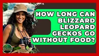 How Long Can Blizzard Leopard Geckos Go Without Food? - Reptilian Wonders