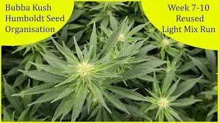 Week 7-9 &ndash; Bubba Kush Humboldt S.O. - Last Calitek Video - Uruguay Anthem