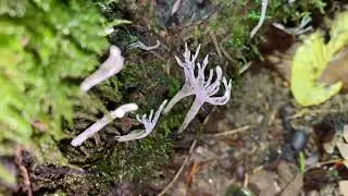 Xylaria hypoxylon, November 8, 2023