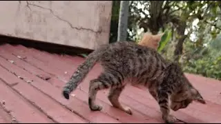 Cat Play
